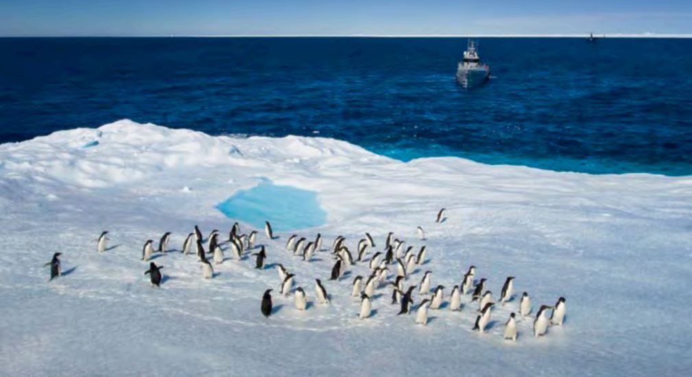 Penguins on ice