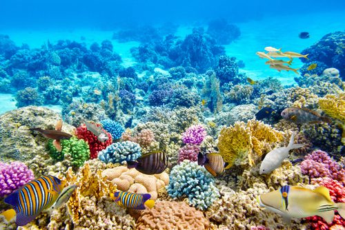 Coral Reef
