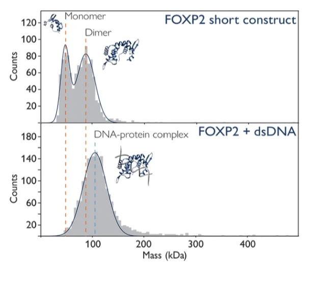 Mass Photometry Protein-DNA Interaction